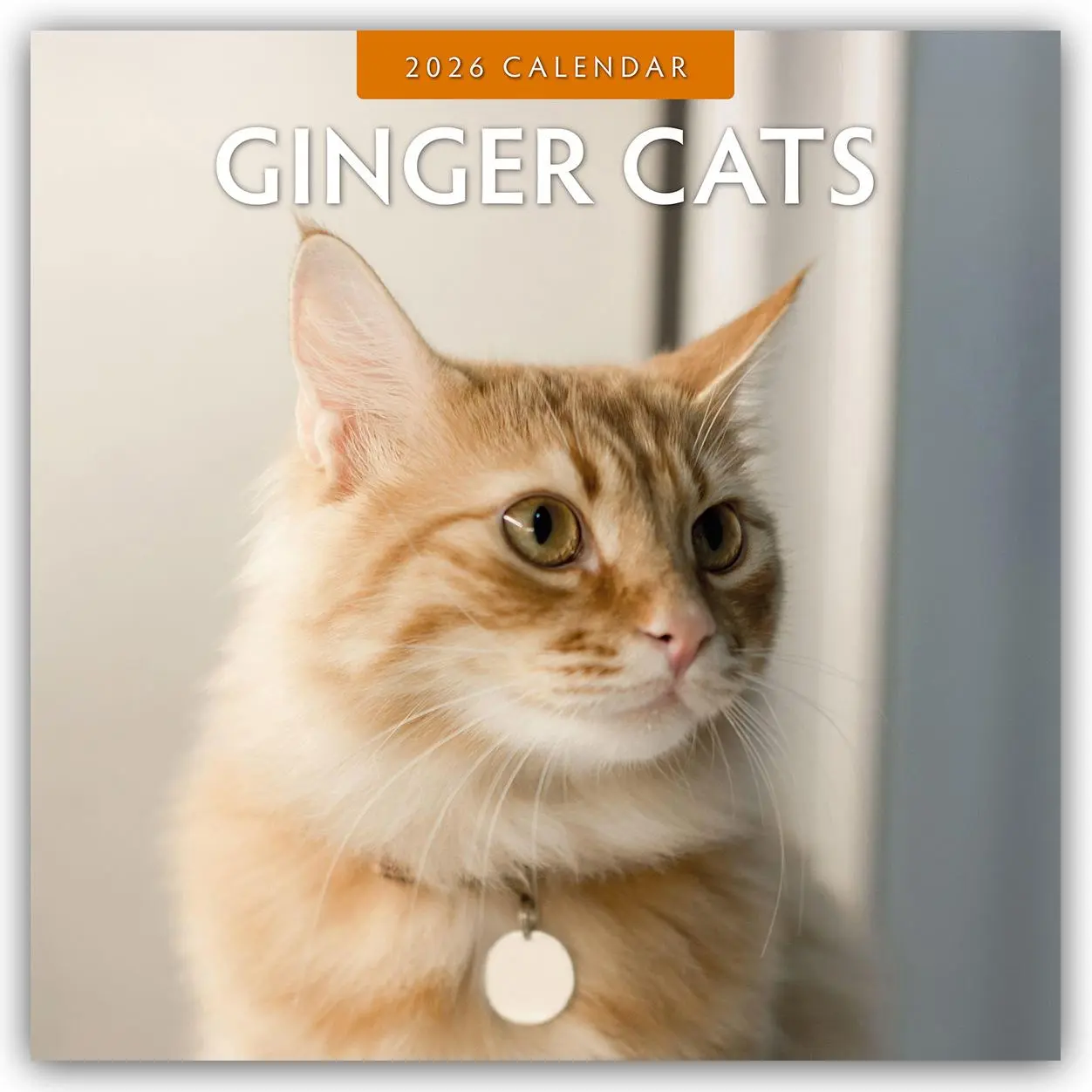 Cover: 9781804427309 | Ginger Cats 2026 Square Wall Calendar | Red Robin | Taschenbuch | 2026