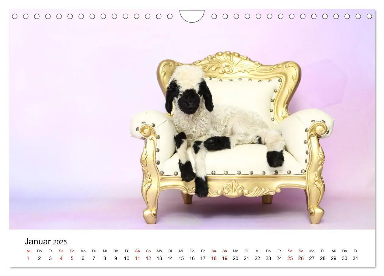 Bild: 9783435327409 | Walliser Schwarznasenschaf Valais Blacknose Sheep (Wandkalender...