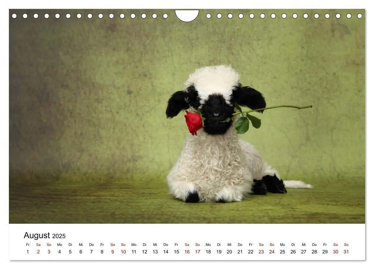 Bild: 9783435327409 | Walliser Schwarznasenschaf Valais Blacknose Sheep (Wandkalender...