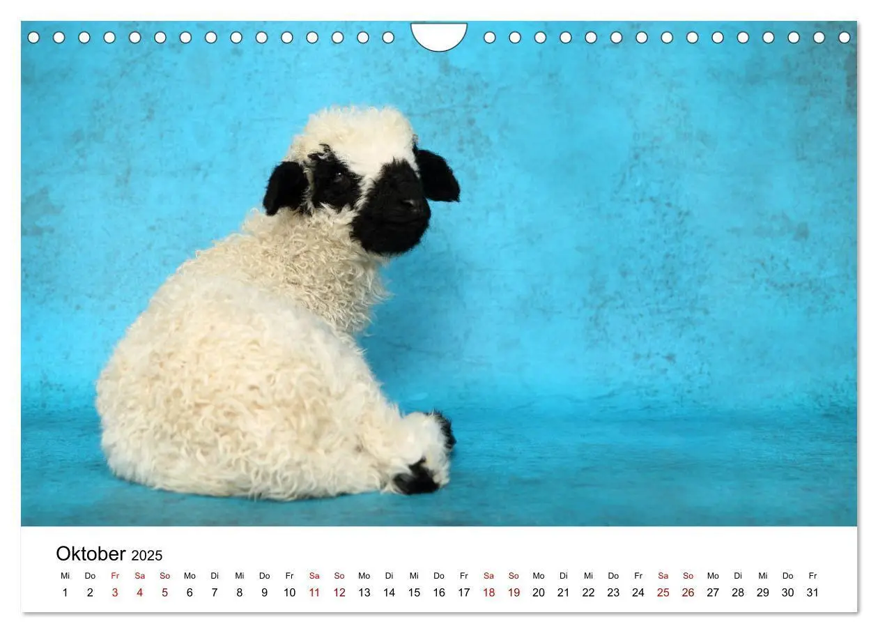 Bild: 9783435327409 | Walliser Schwarznasenschaf Valais Blacknose Sheep (Wandkalender...