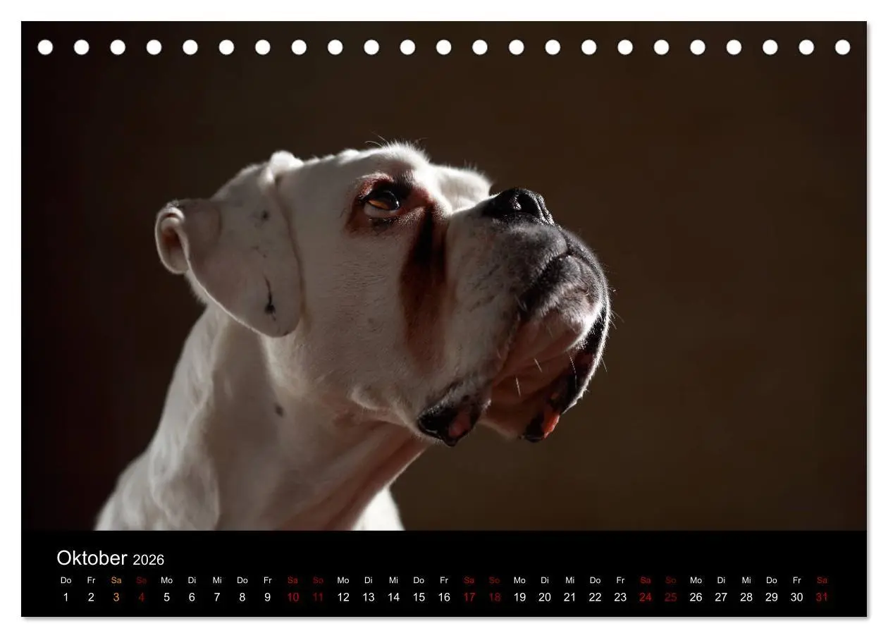 Bild: 9783457897409 | Liebenswerte Boxer (Tischkalender 2026 DIN A5 quer), CALVENDO...