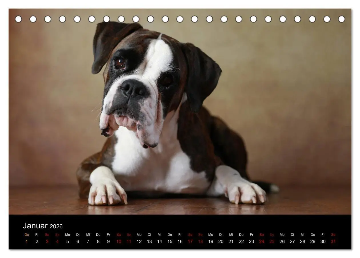 Bild: 9783457897409 | Liebenswerte Boxer (Tischkalender 2026 DIN A5 quer), CALVENDO...