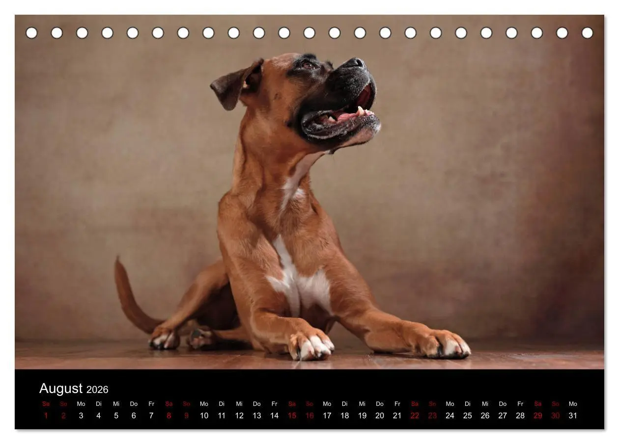 Bild: 9783457897409 | Liebenswerte Boxer (Tischkalender 2026 DIN A5 quer), CALVENDO...