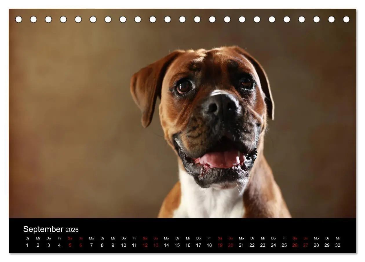 Bild: 9783457897409 | Liebenswerte Boxer (Tischkalender 2026 DIN A5 quer), CALVENDO...