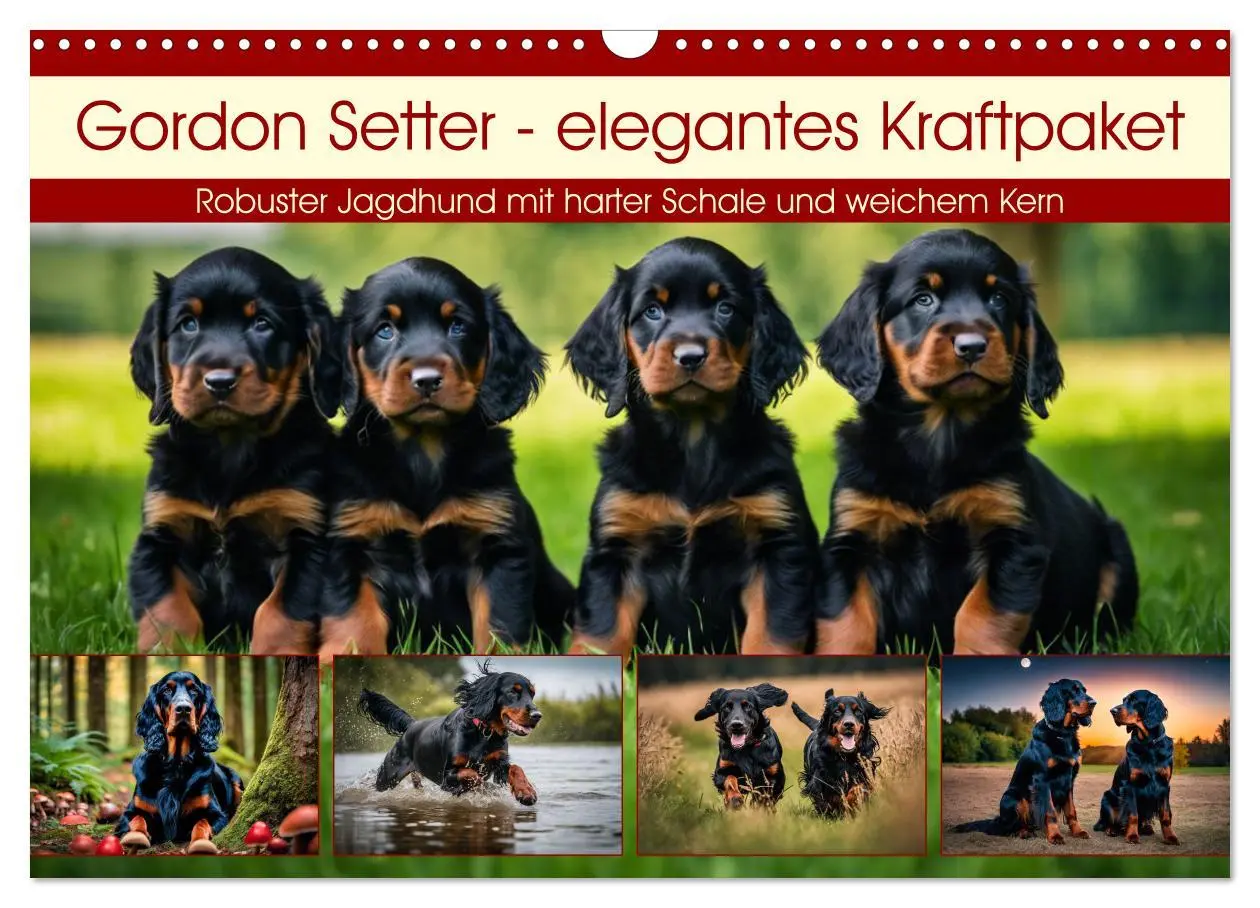 Cover: 9783457407509 | Gordon Setter - elegantes Kraftpaket (Wandkalender 2026 DIN A3...