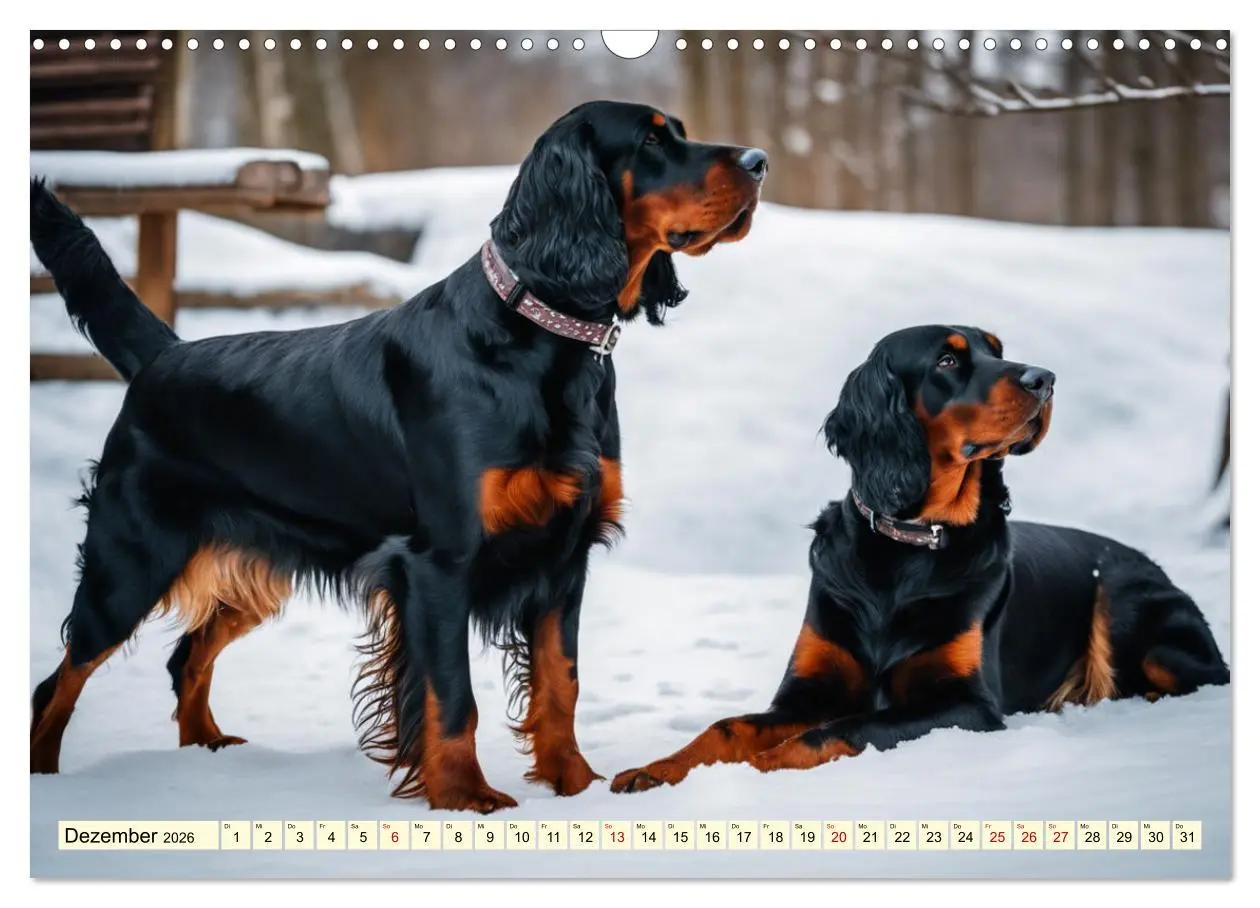 Bild: 9783457407509 | Gordon Setter - elegantes Kraftpaket (Wandkalender 2026 DIN A3...