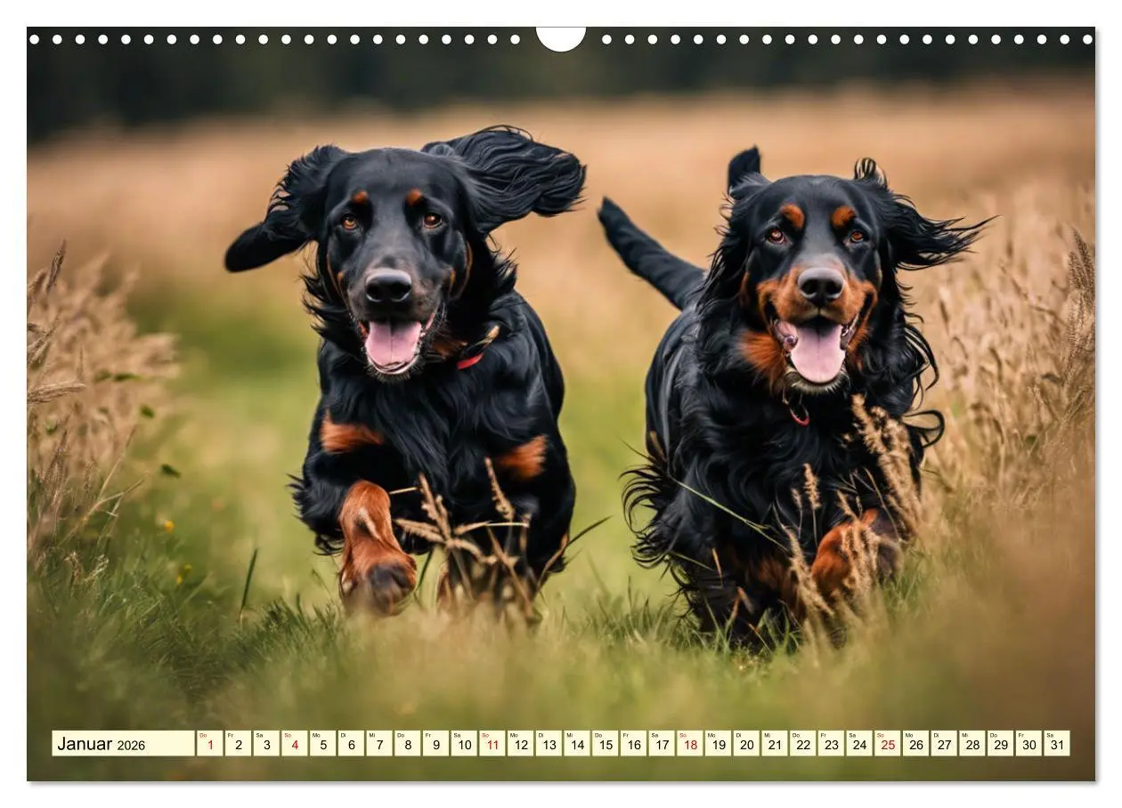 Bild: 9783457407509 | Gordon Setter - elegantes Kraftpaket (Wandkalender 2026 DIN A3...