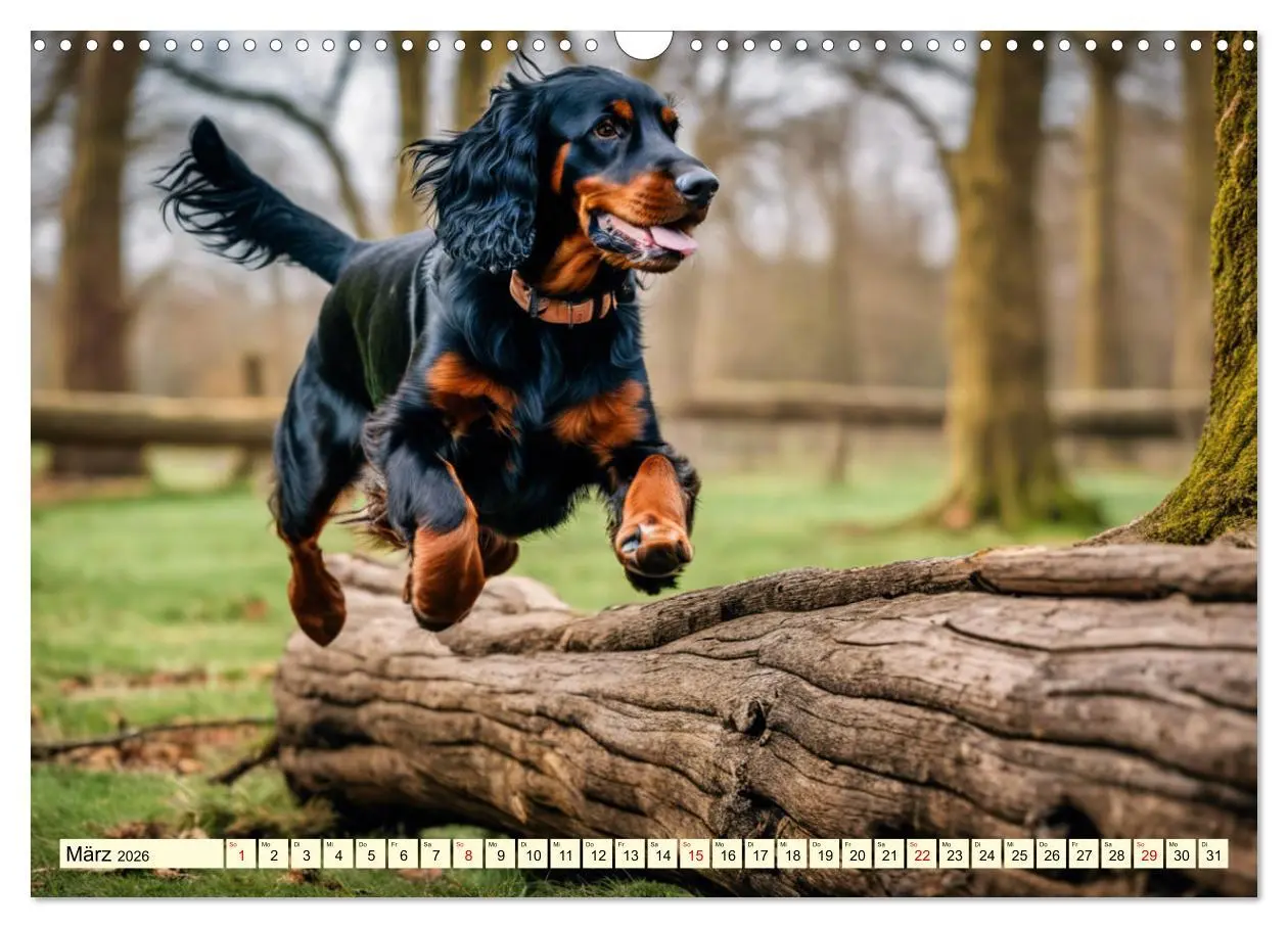 Bild: 9783457407509 | Gordon Setter - elegantes Kraftpaket (Wandkalender 2026 DIN A3...