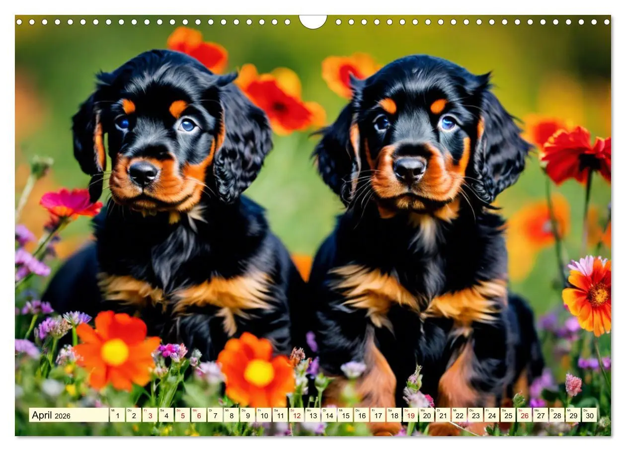 Bild: 9783457407509 | Gordon Setter - elegantes Kraftpaket (Wandkalender 2026 DIN A3...