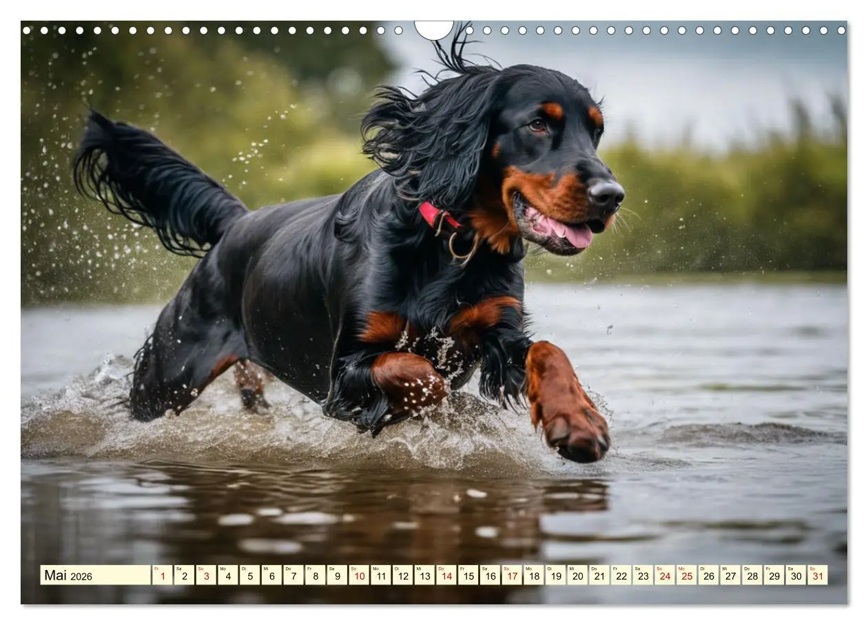 Bild: 9783457407509 | Gordon Setter - elegantes Kraftpaket (Wandkalender 2026 DIN A3...