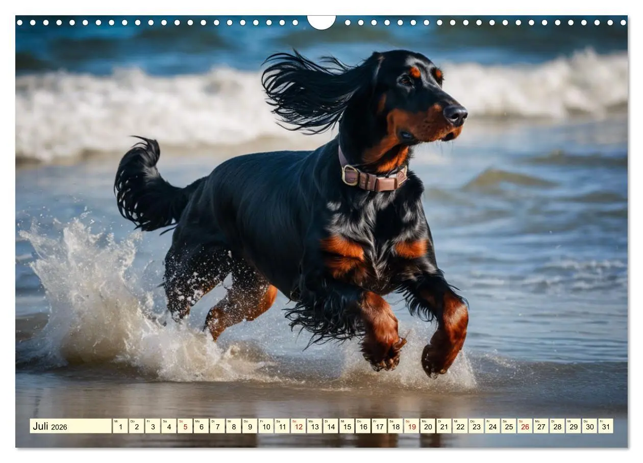 Bild: 9783457407509 | Gordon Setter - elegantes Kraftpaket (Wandkalender 2026 DIN A3...