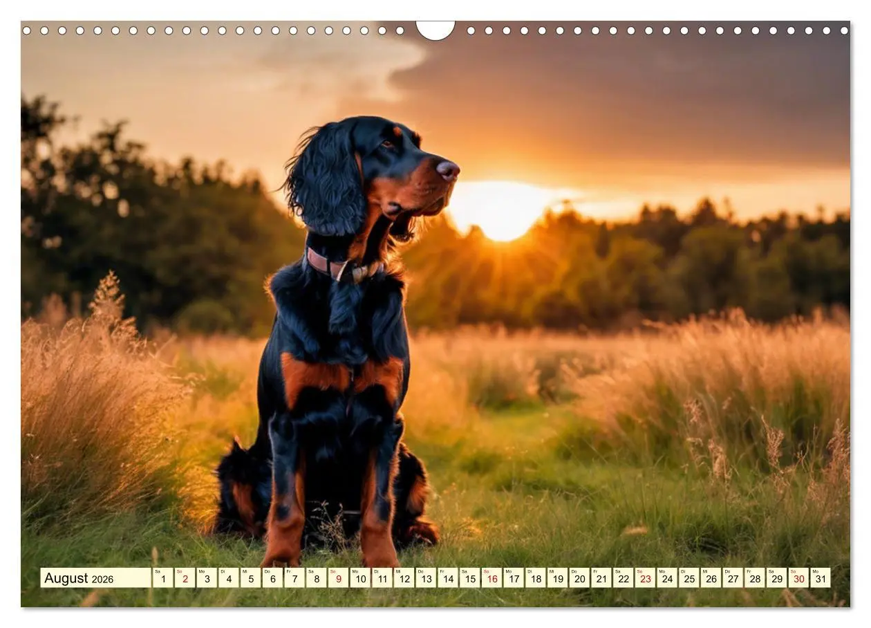 Bild: 9783457407509 | Gordon Setter - elegantes Kraftpaket (Wandkalender 2026 DIN A3...