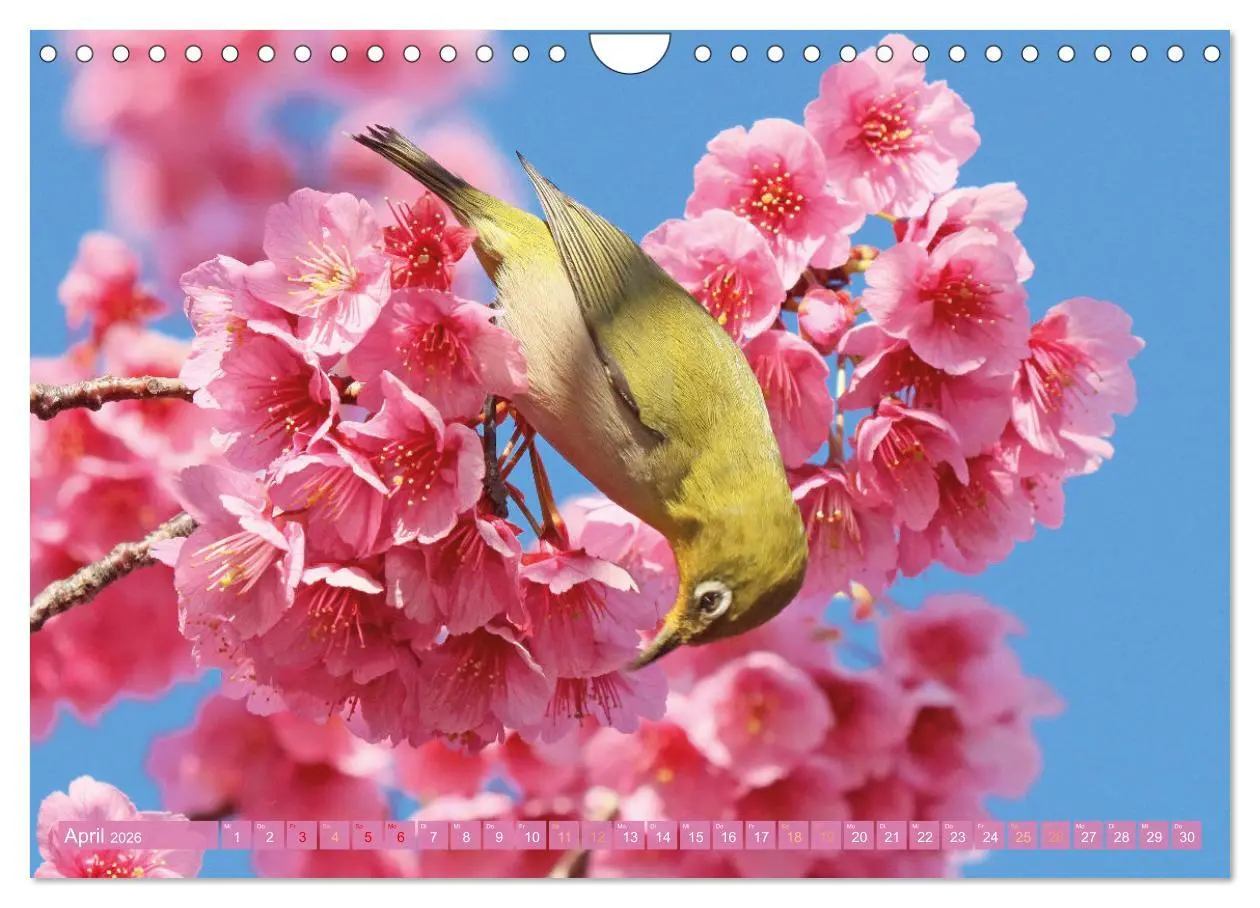 Bild: 9783516597509 | Meditationen im Zen-Garten (Wandkalender 2026 DIN A4 quer),...