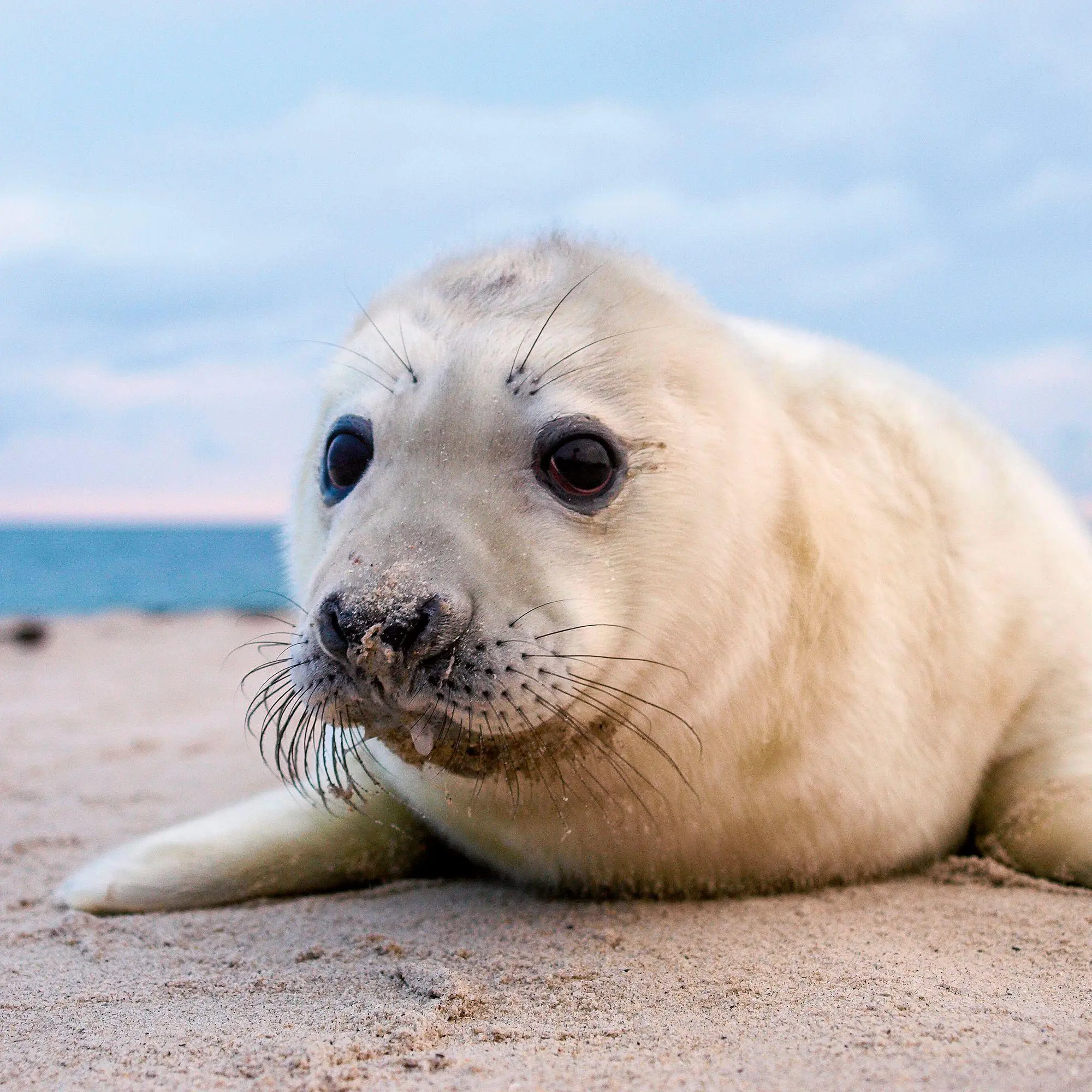 Bild: 9783959297509 | Nordsee / Northern Sea 2027 | Kalender 2027 | Kalender | 28 S. | 2027
