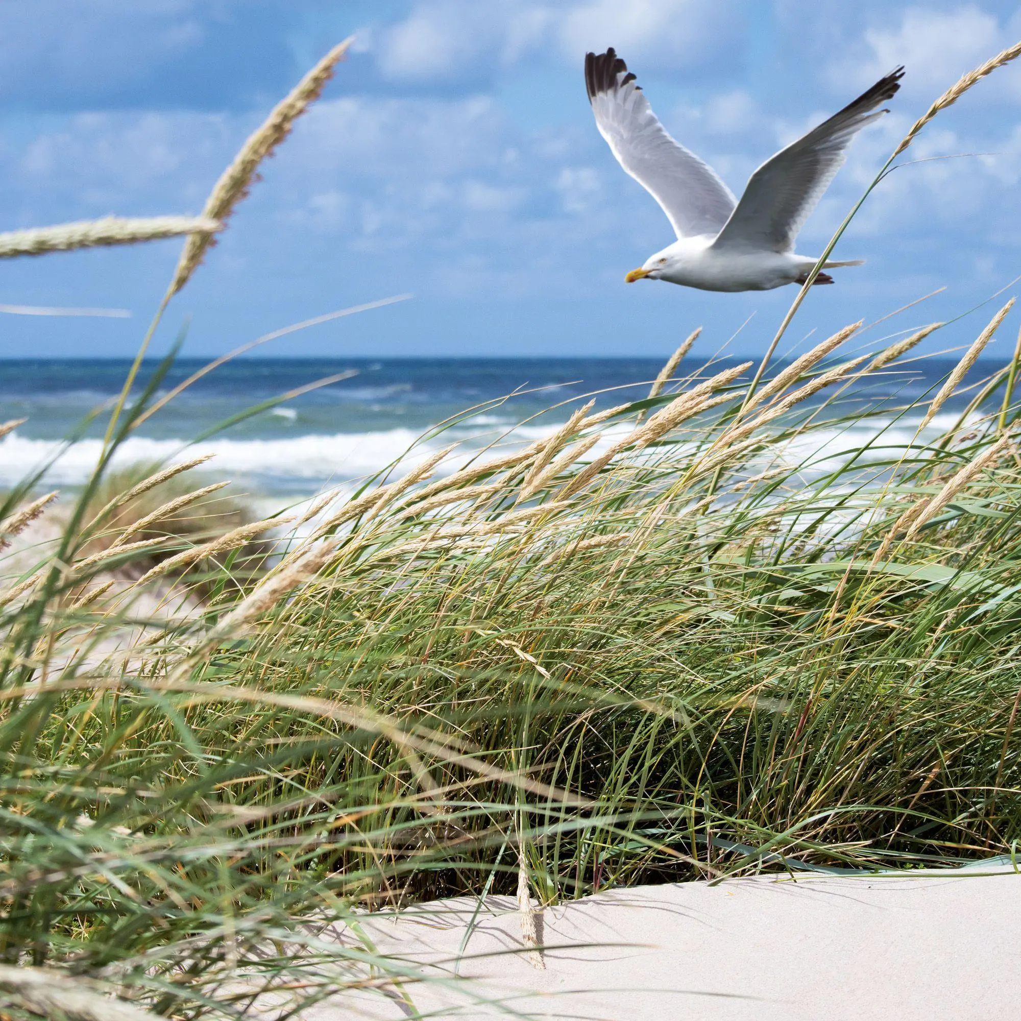 Bild: 9783959297509 | Nordsee / Northern Sea 2027 | Kalender 2027 | Kalender | 28 S. | 2027