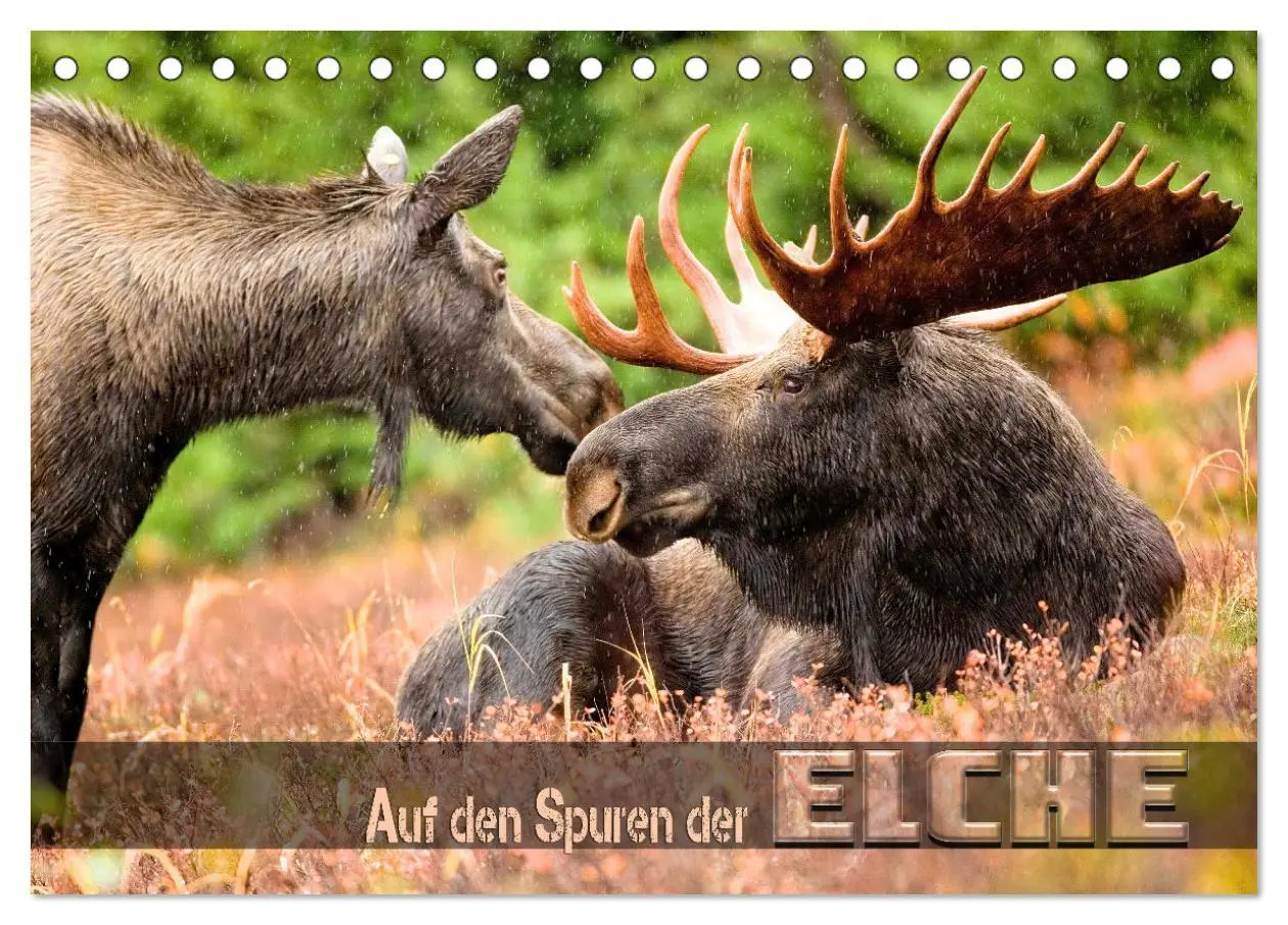 Cover: 9783457567609 | Auf den Spuren der Elche (Tischkalender 2026 DIN A5 quer), CALVENDO...