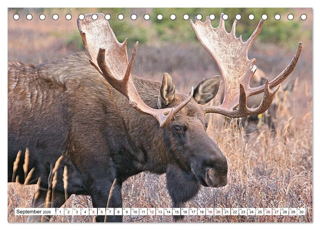 Bild: 9783457567609 | Auf den Spuren der Elche (Tischkalender 2026 DIN A5 quer), CALVENDO...