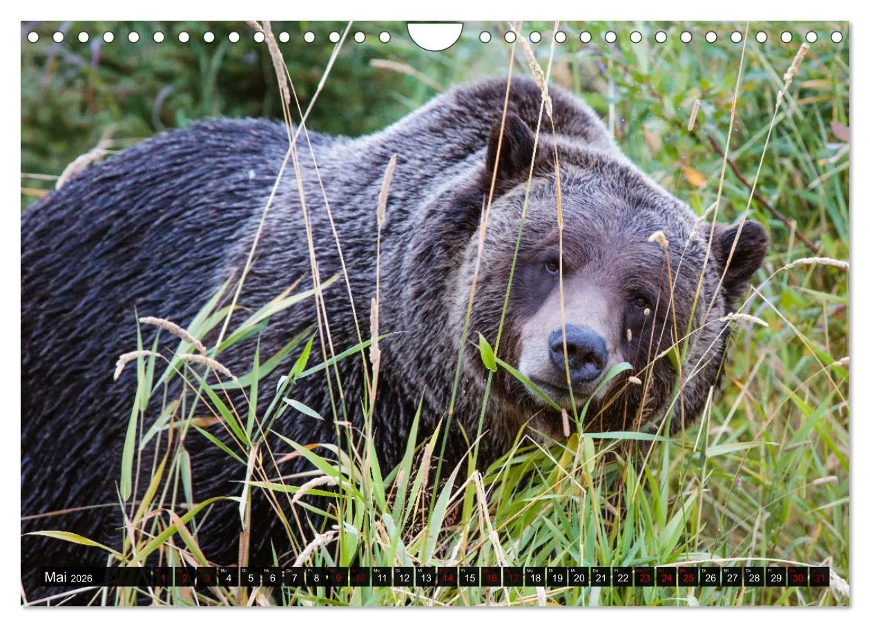 Bild: 9783457627709 | Kanada - Abenteuer in den Nationalparks (Wandkalender 2026 DIN A4...