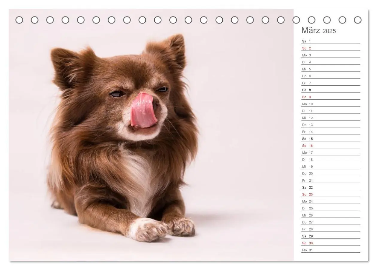 Bild: 9783435527809 | Chihuahua - Die Welt der Kleinen (Tischkalender 2025 DIN A5 quer),...