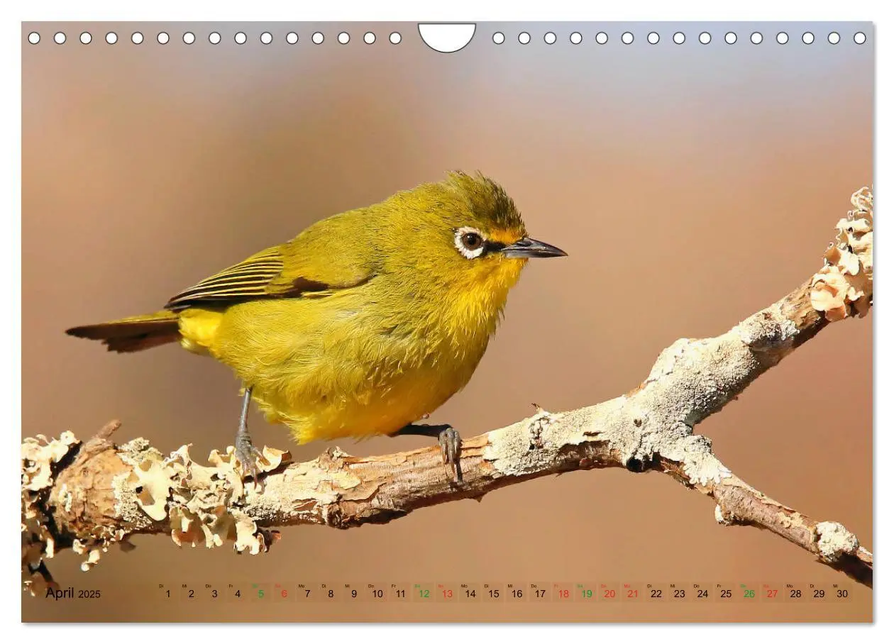 Bild: 9783435697809 | Vögel in Afrika - Magie der Farben (Wandkalender 2025 DIN A4 quer),...