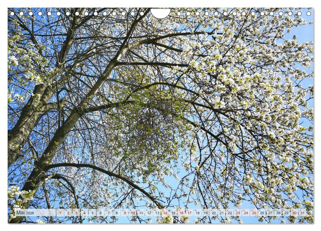 Bild: 9783457547809 | Magisches Ostholstein (Wandkalender 2026 DIN A4 quer), CALVENDO...