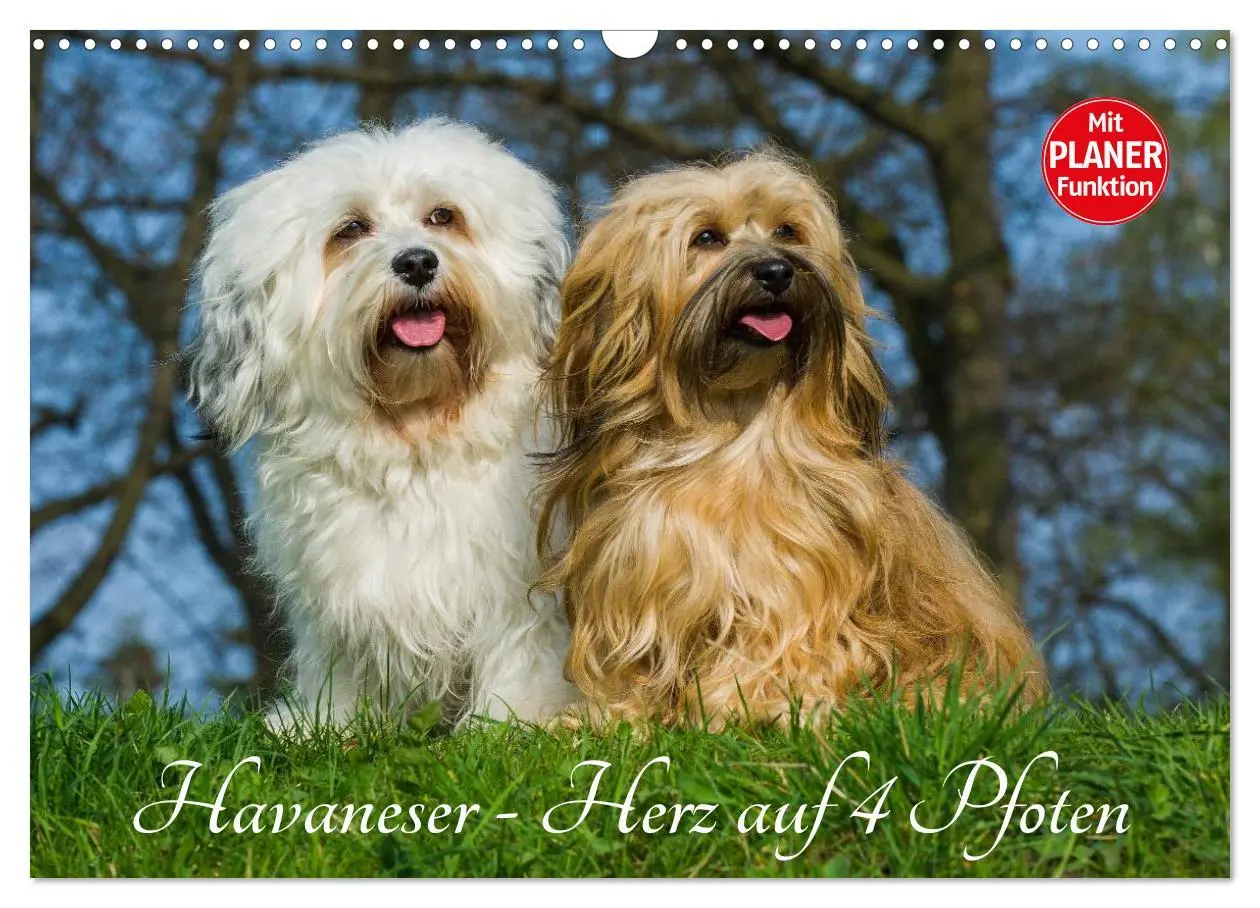 Cover: 9783516007909 | Havaneser - Herz auf 4 Pfoten (Wandkalender 2026 DIN A3 quer),...