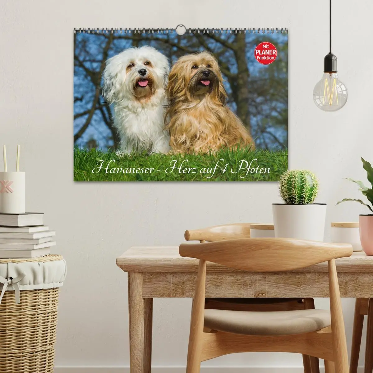 Bild: 9783516007909 | Havaneser - Herz auf 4 Pfoten (Wandkalender 2026 DIN A3 quer),...