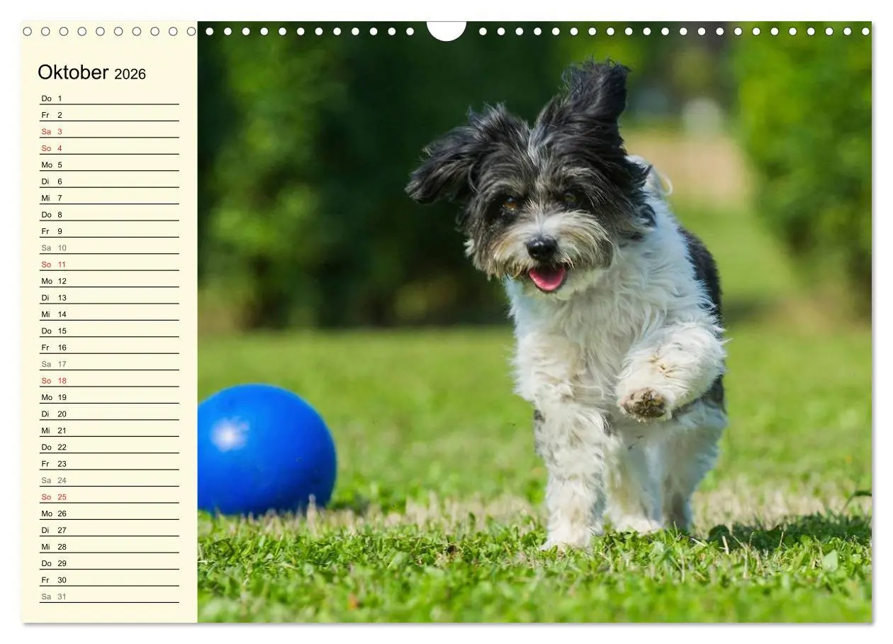 Bild: 9783516007909 | Havaneser - Herz auf 4 Pfoten (Wandkalender 2026 DIN A3 quer),...