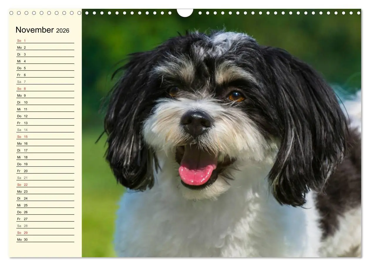 Bild: 9783516007909 | Havaneser - Herz auf 4 Pfoten (Wandkalender 2026 DIN A3 quer),...