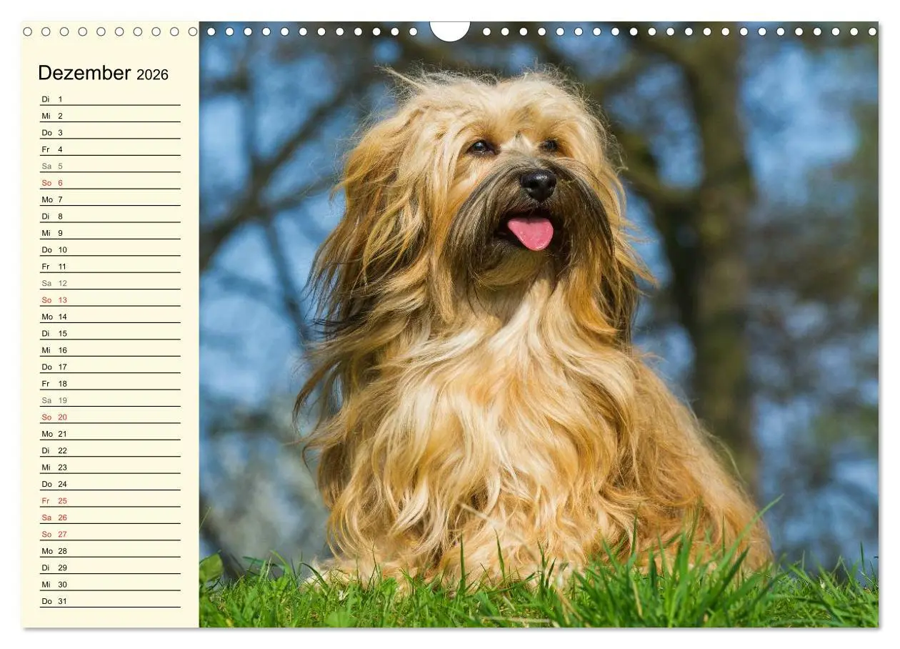 Bild: 9783516007909 | Havaneser - Herz auf 4 Pfoten (Wandkalender 2026 DIN A3 quer),...