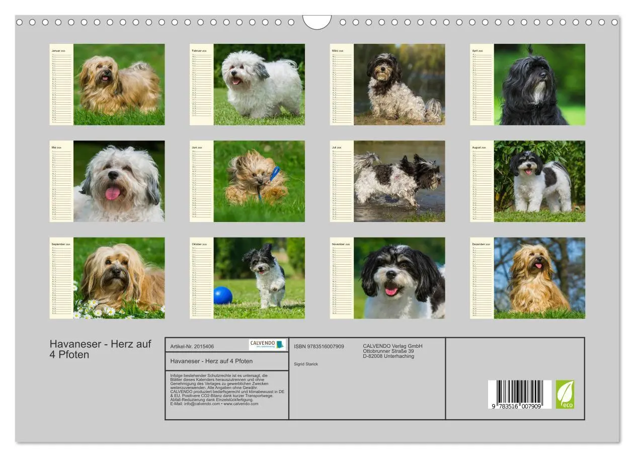 Bild: 9783516007909 | Havaneser - Herz auf 4 Pfoten (Wandkalender 2026 DIN A3 quer),...