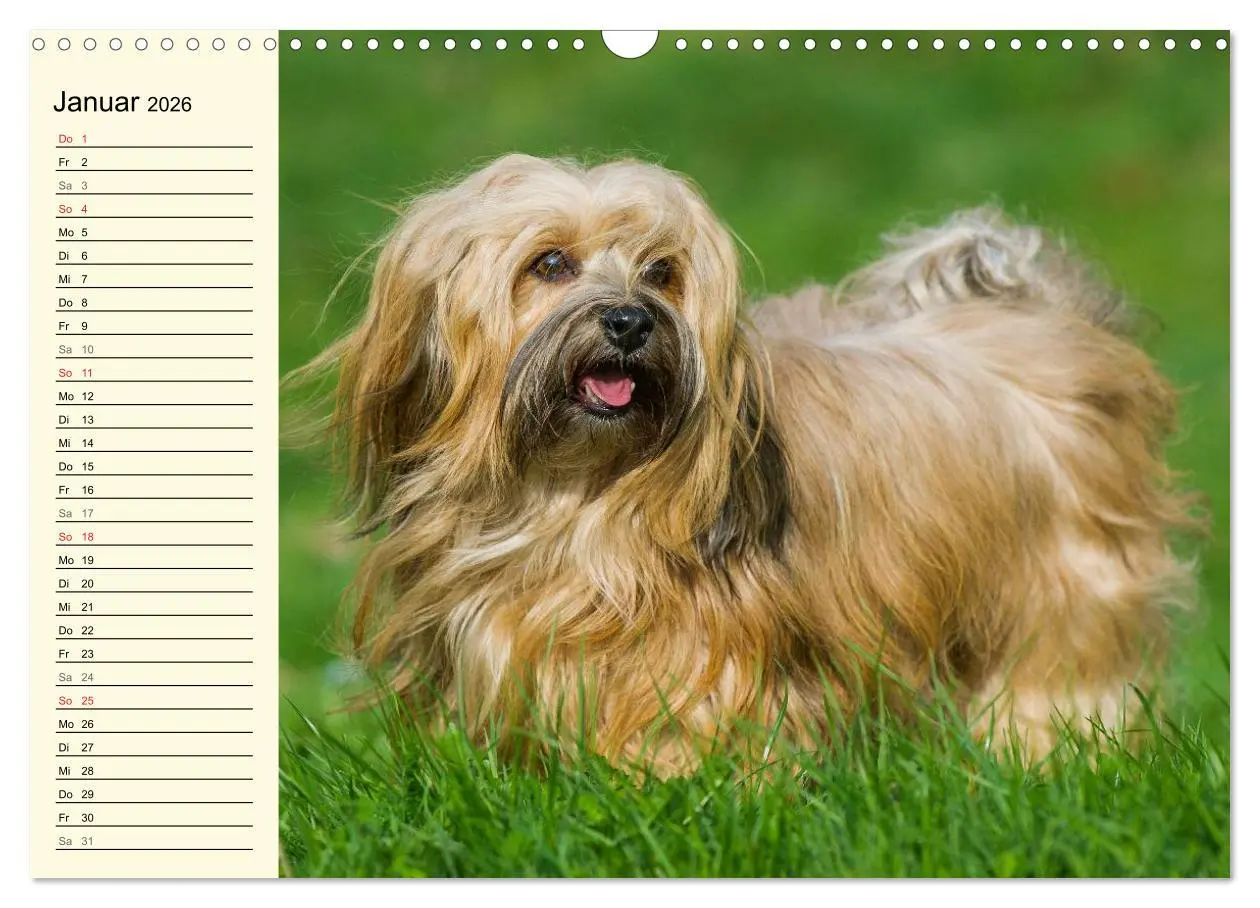 Bild: 9783516007909 | Havaneser - Herz auf 4 Pfoten (Wandkalender 2026 DIN A3 quer),...
