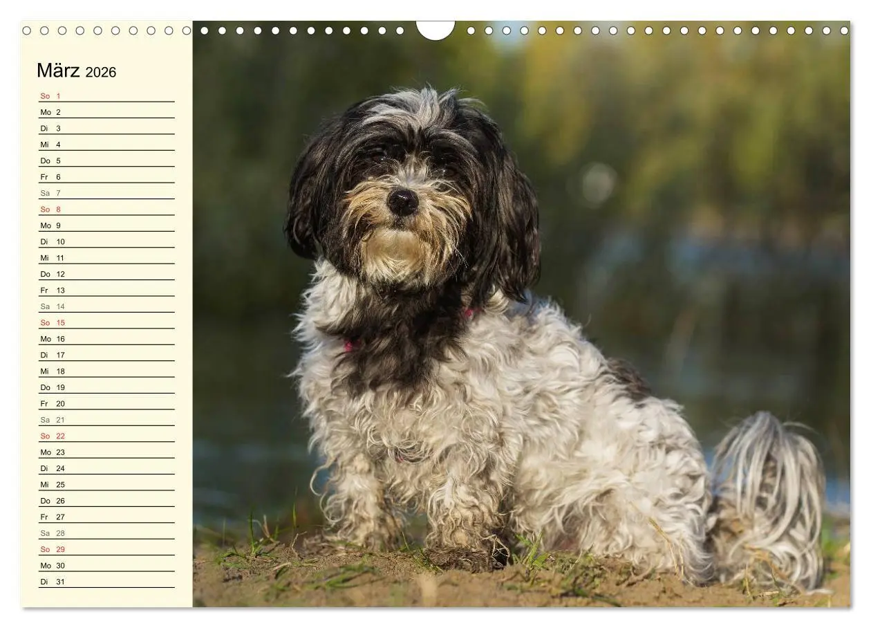 Bild: 9783516007909 | Havaneser - Herz auf 4 Pfoten (Wandkalender 2026 DIN A3 quer),...