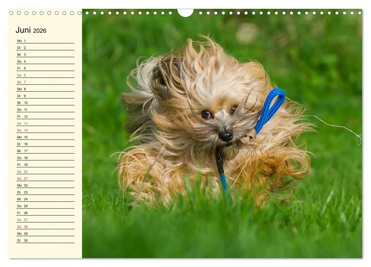 Bild: 9783516007909 | Havaneser - Herz auf 4 Pfoten (Wandkalender 2026 DIN A3 quer),...