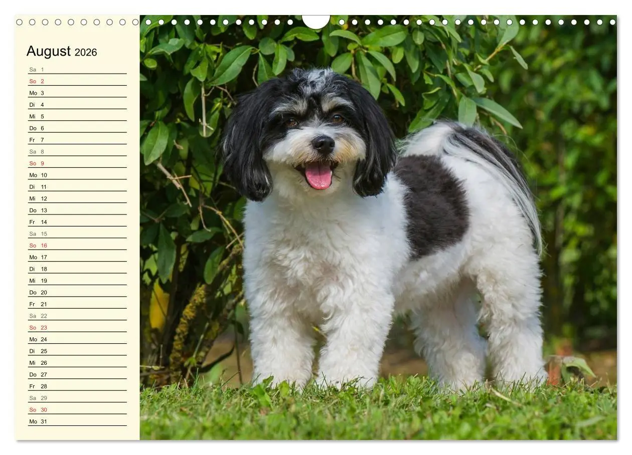 Bild: 9783516007909 | Havaneser - Herz auf 4 Pfoten (Wandkalender 2026 DIN A3 quer),...