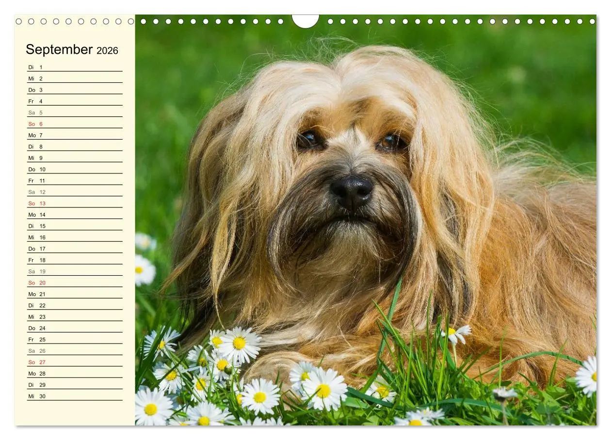 Bild: 9783516007909 | Havaneser - Herz auf 4 Pfoten (Wandkalender 2026 DIN A3 quer),...