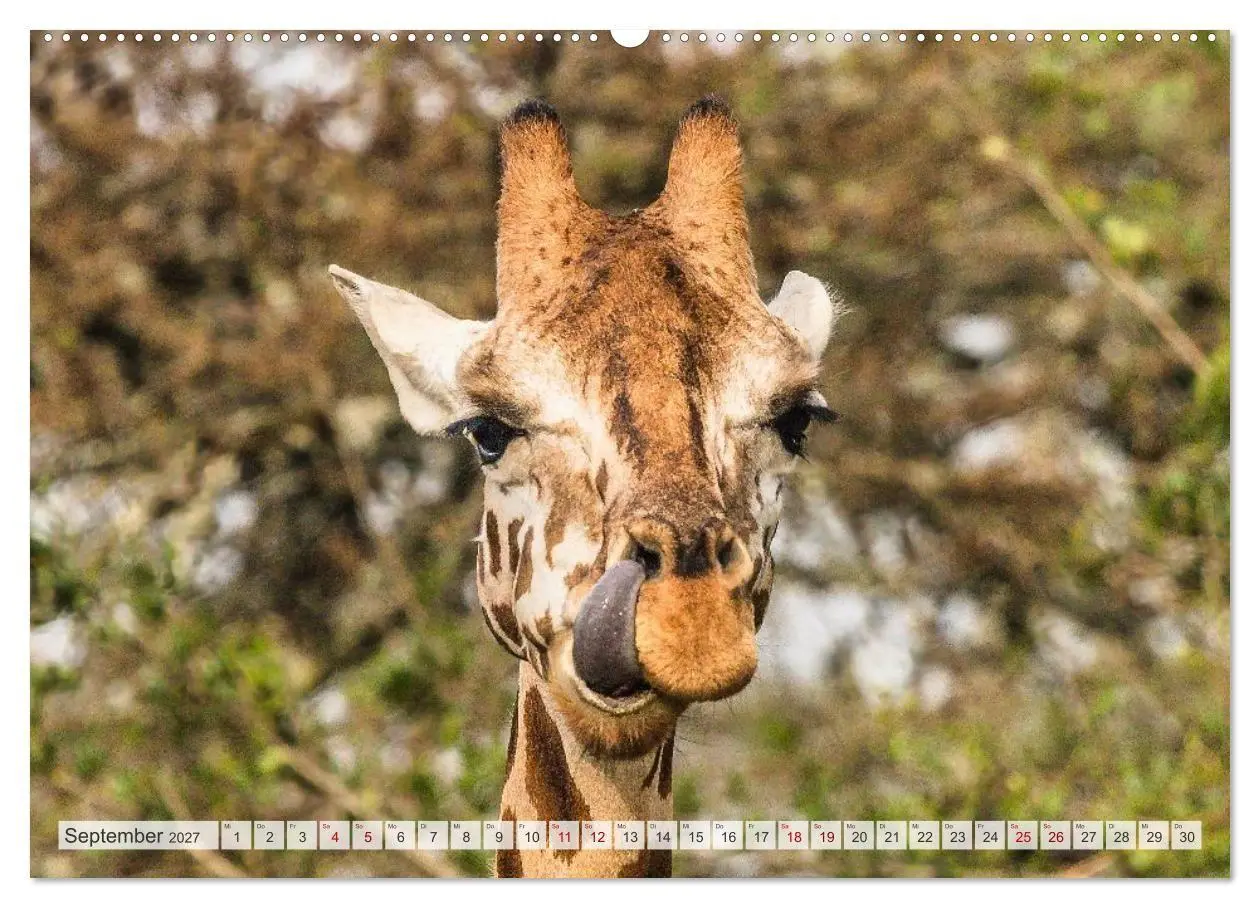 Bild: 9783569398009 | Uganda - ein Land der Vielfalt (Wandkalender 2027 DIN A2 quer),...