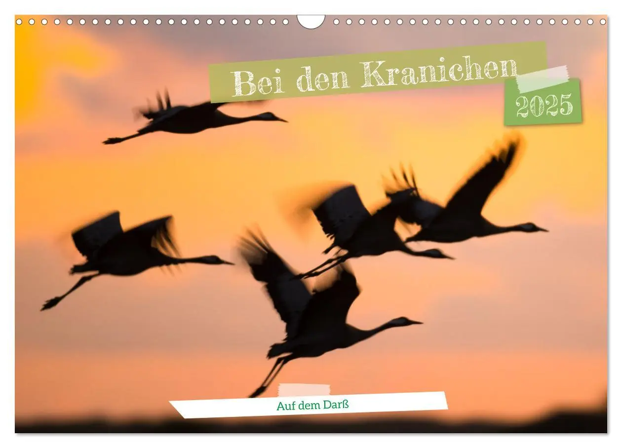 Cover: 9783383788109 | Bei den Kranichen (Wandkalender 2025 DIN A3 quer), CALVENDO...