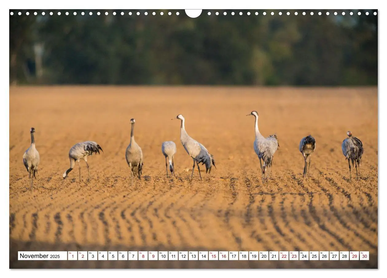Bild: 9783383788109 | Bei den Kranichen (Wandkalender 2025 DIN A3 quer), CALVENDO...