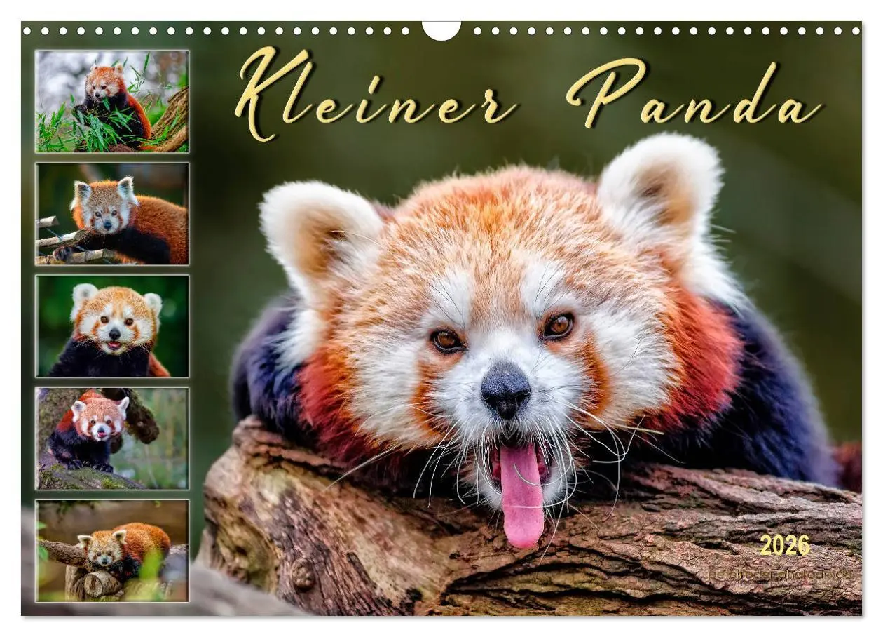 Cover: 9783457898109 | Kleiner Panda (Wandkalender 2026 DIN A3 quer), CALVENDO Monatskalender
