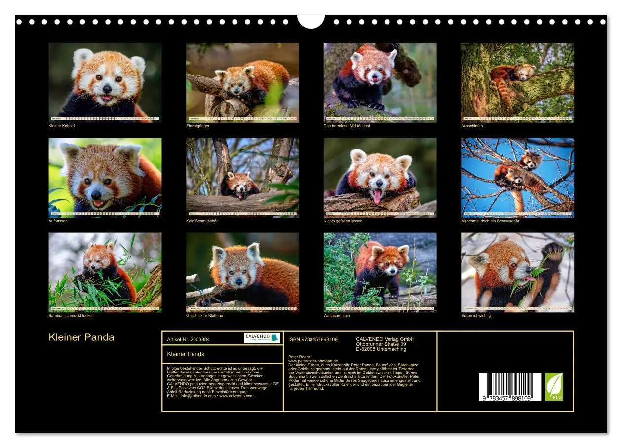 Bild: 9783457898109 | Kleiner Panda (Wandkalender 2026 DIN A3 quer), CALVENDO Monatskalender
