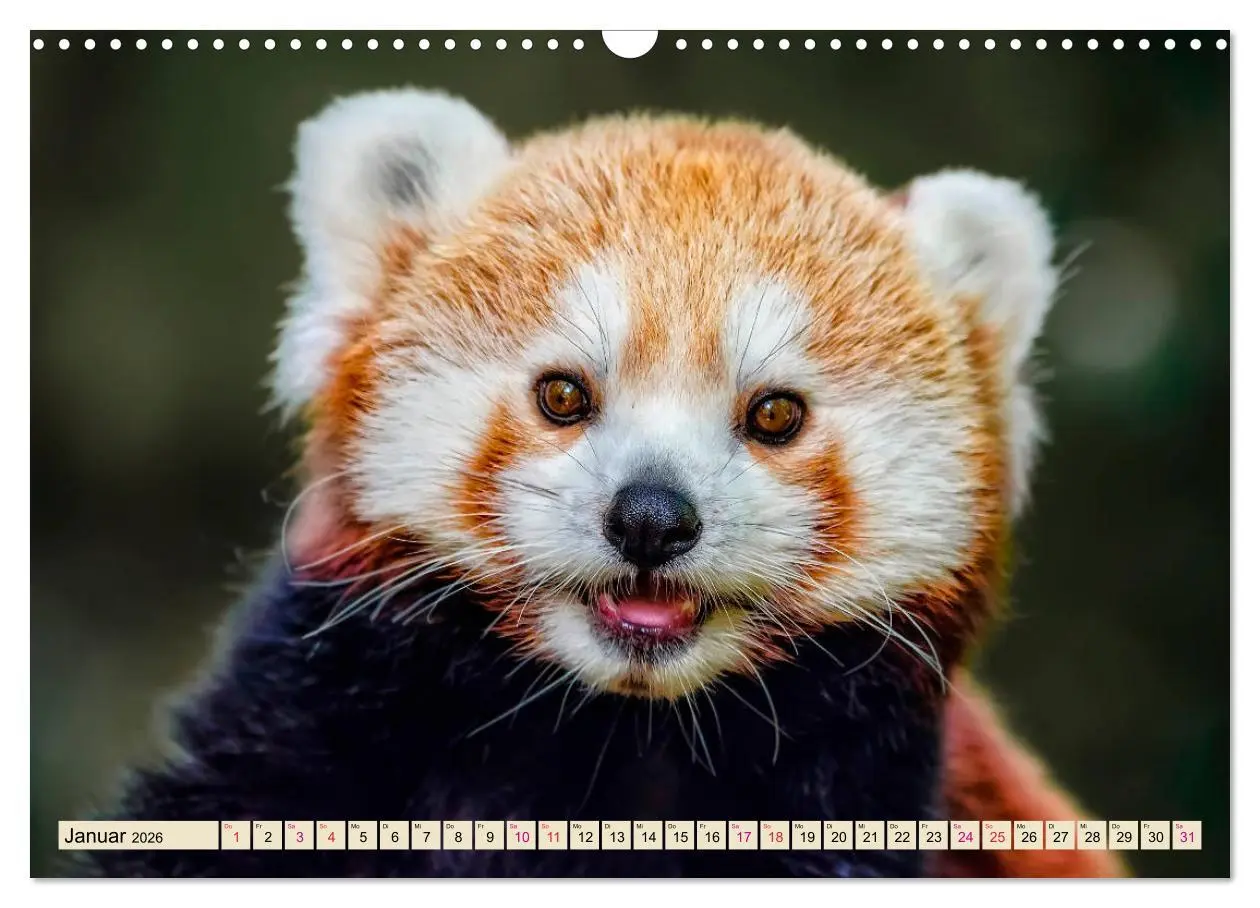 Bild: 9783457898109 | Kleiner Panda (Wandkalender 2026 DIN A3 quer), CALVENDO Monatskalender