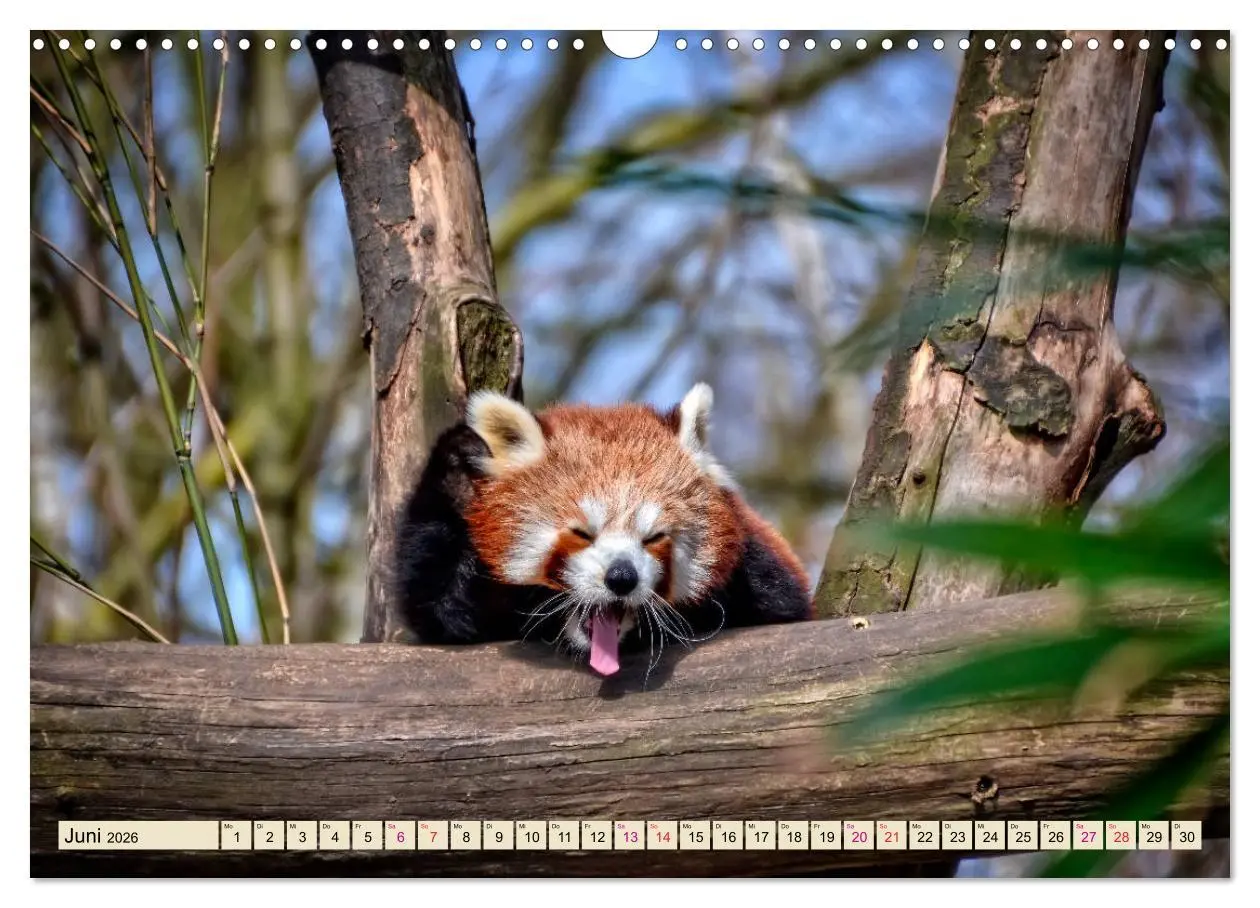 Bild: 9783457898109 | Kleiner Panda (Wandkalender 2026 DIN A3 quer), CALVENDO Monatskalender