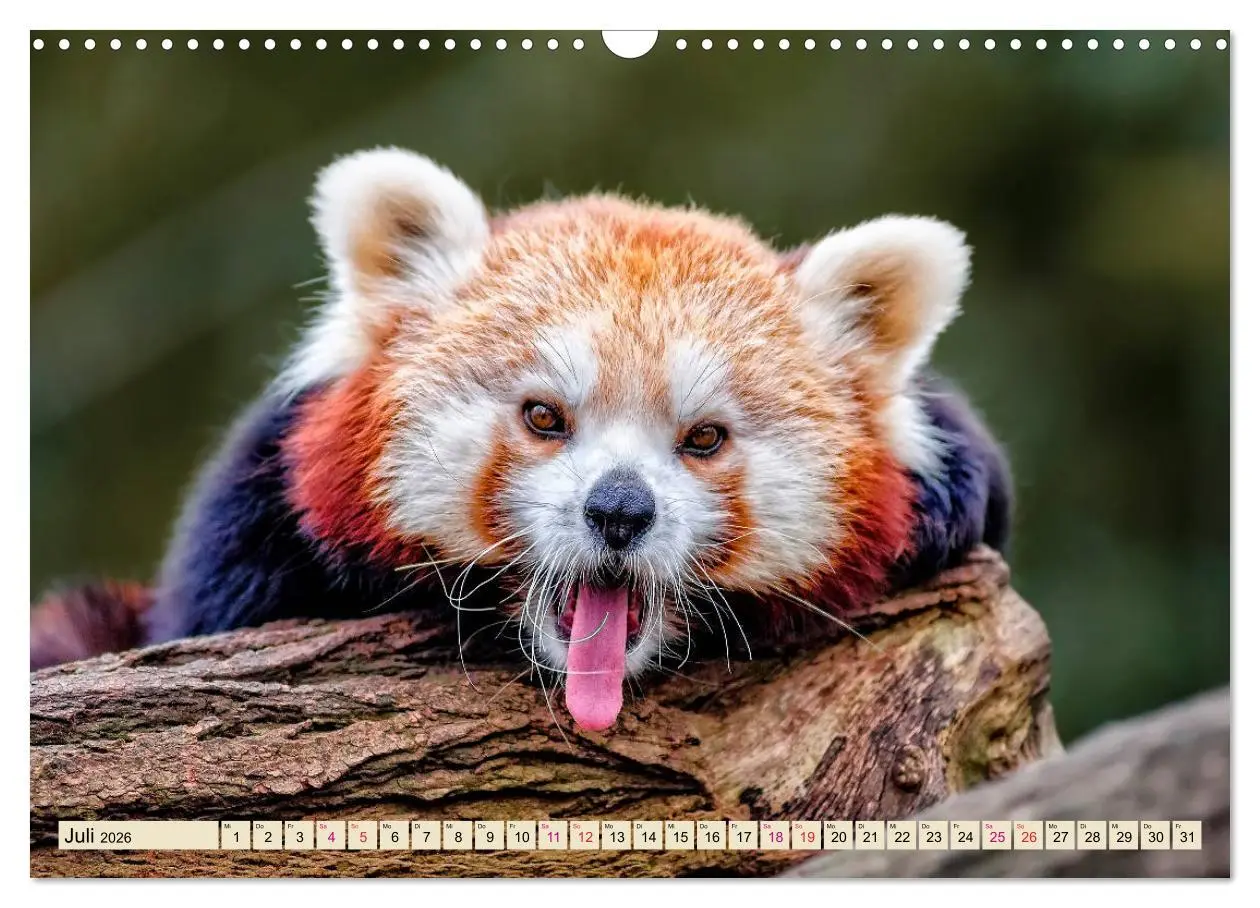 Bild: 9783457898109 | Kleiner Panda (Wandkalender 2026 DIN A3 quer), CALVENDO Monatskalender