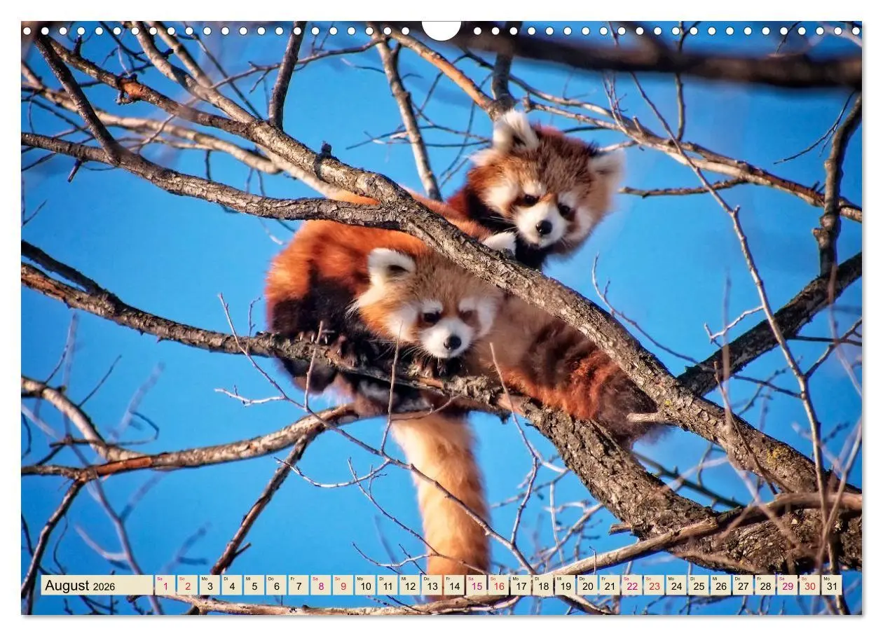 Bild: 9783457898109 | Kleiner Panda (Wandkalender 2026 DIN A3 quer), CALVENDO Monatskalender