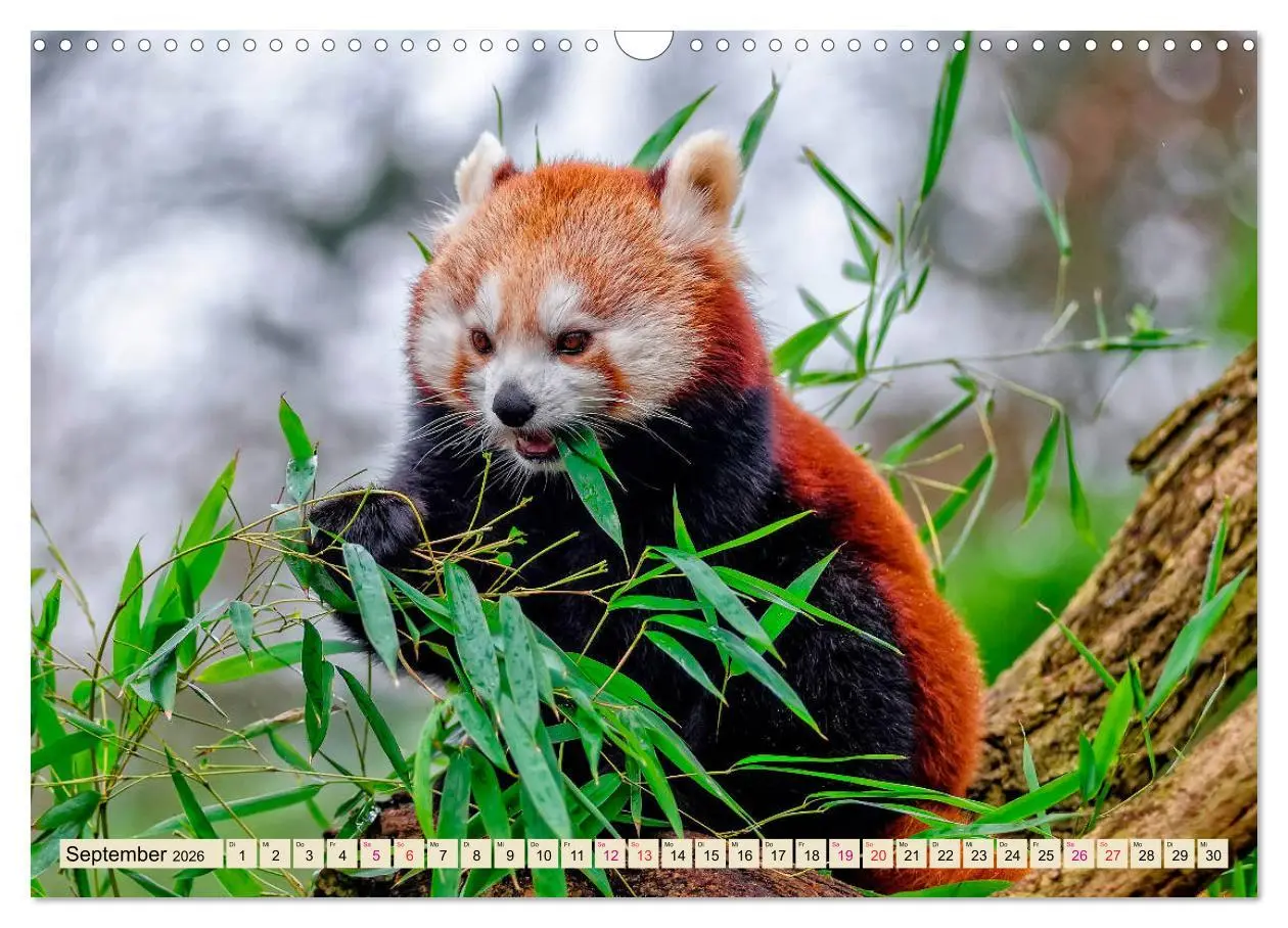 Bild: 9783457898109 | Kleiner Panda (Wandkalender 2026 DIN A3 quer), CALVENDO Monatskalender