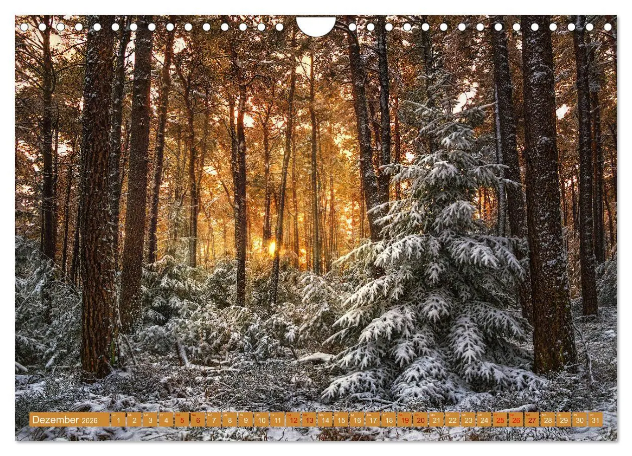 Bild: 9783457718209 | Augenschmaus Pfälzer Wald (Wandkalender 2026 DIN A4 quer), CALVENDO...