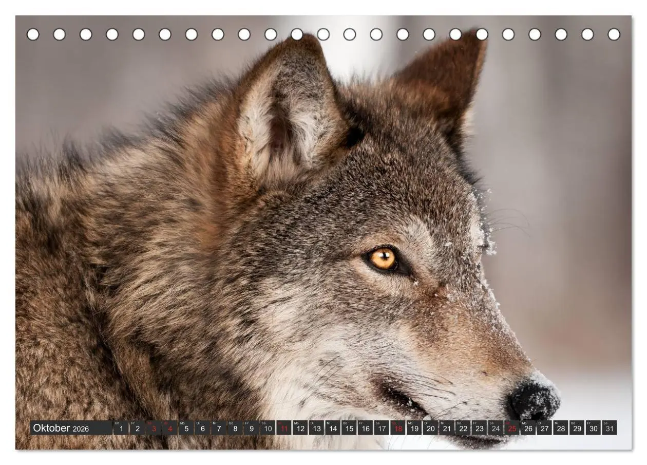 Bild: 9783516048209 | Wölfe. Graue Eminenzen (Tischkalender 2026 DIN A5 quer), CALVENDO...