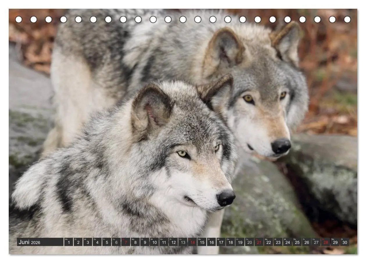 Bild: 9783516048209 | Wölfe. Graue Eminenzen (Tischkalender 2026 DIN A5 quer), CALVENDO...