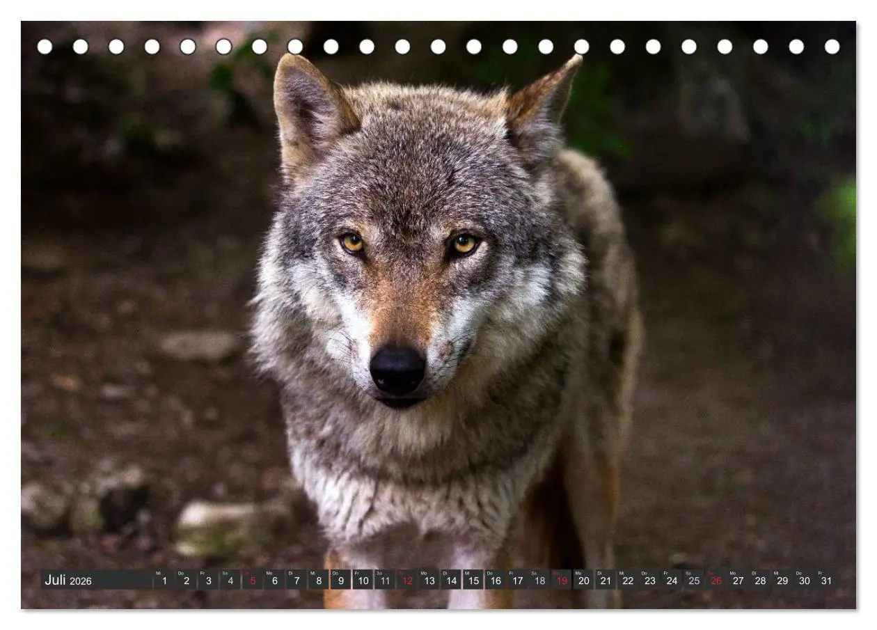 Bild: 9783516048209 | Wölfe. Graue Eminenzen (Tischkalender 2026 DIN A5 quer), CALVENDO...